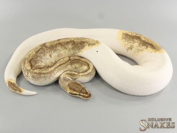 0.1 Enchi Fire Piebald het Lavender 2015