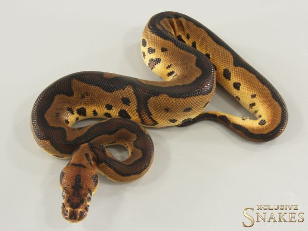1.0 Leopard Clown het Sunset 2026