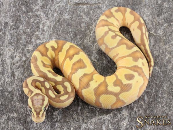 0.1 Banana Pastel Enchi Special het Piebald 2021