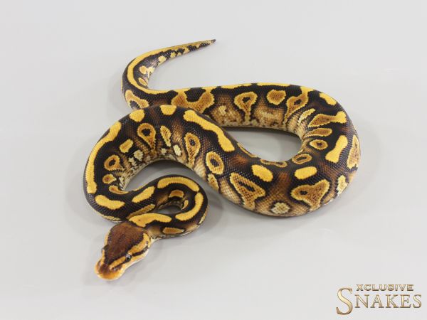 1.0 Wookie Gravel Special double het Hypo Clown 2026