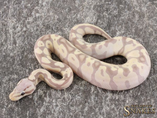 0.1 Pastel Banana Desert Ghost 2021