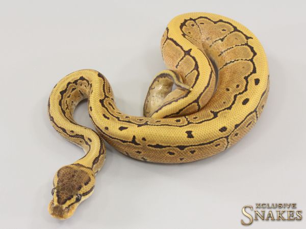 1.0 Pinstripe Desert Ghost het Piebald 2023