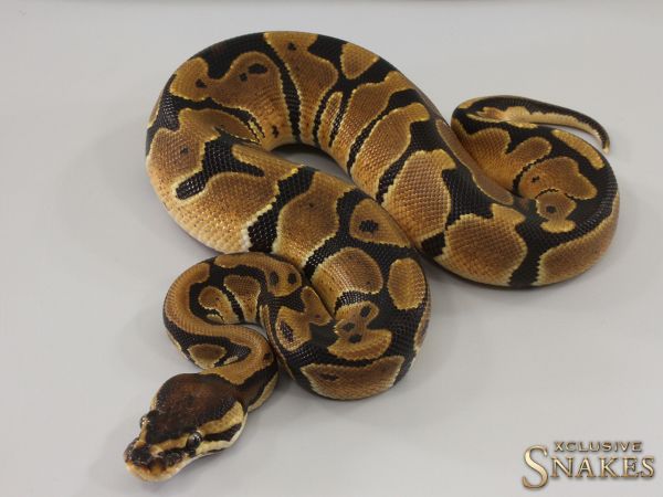 0.1 Classic Double het Candy Piebald 2023