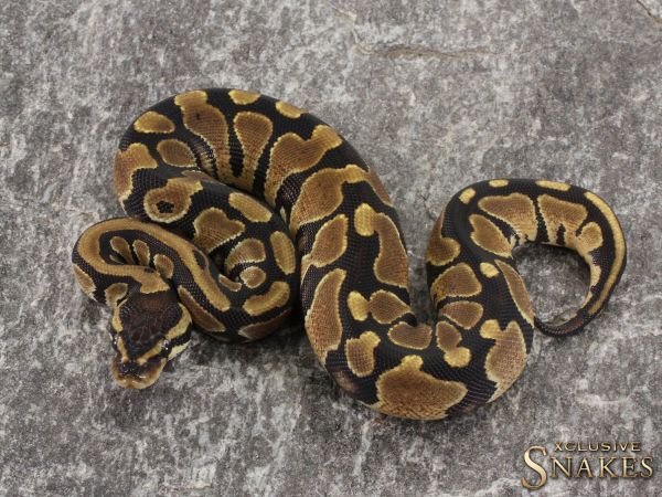 0.1 Double het Piebald Lavender 2021