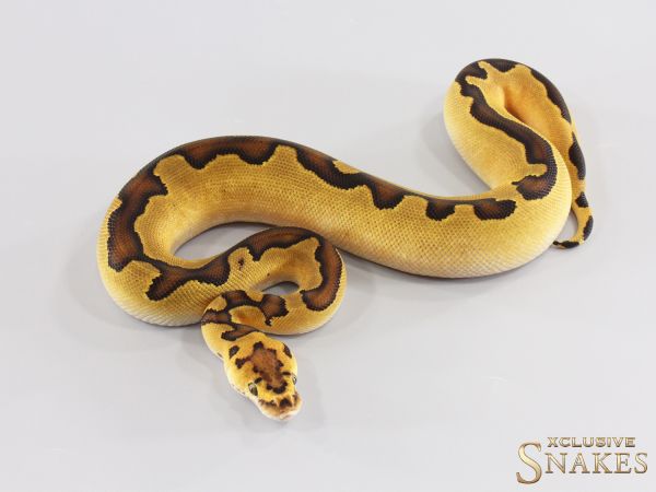 0.1 Enchi Yellow Belly Clown 2026