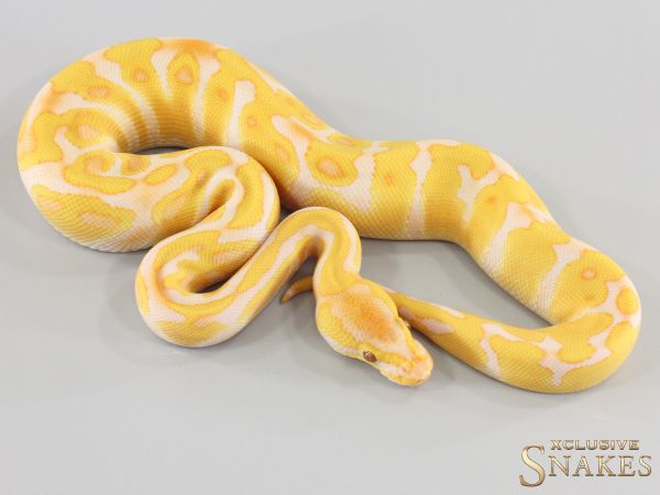 0.1 Enchi Lavender het Piebald 2026