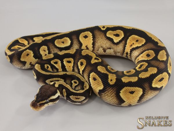 0.1 Pastel Copper double het Clown Piebald 2023