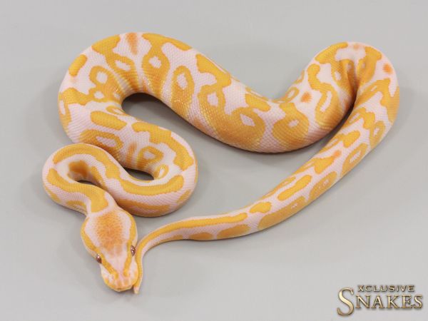 0.1 Lavender het Clown 2023