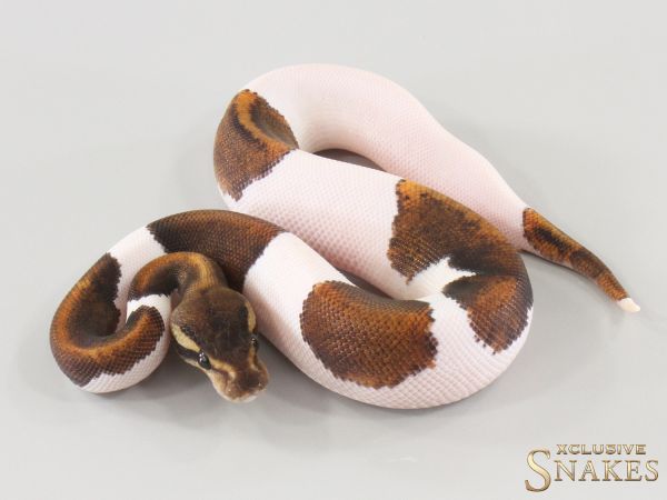 1.0 GHI Copper Yellow Belly Piebald 2025