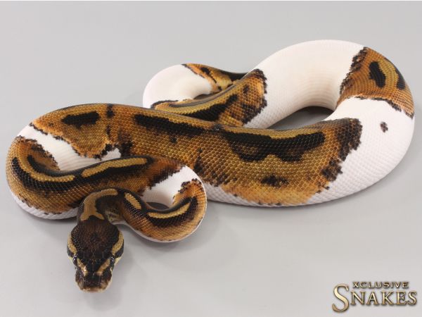 0.1 Piebald 50% het Axanthic 2023