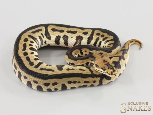 1.0 Het Red Axanthic Spotnose Leopard Clown double het Hypo Desert Ghost 2026