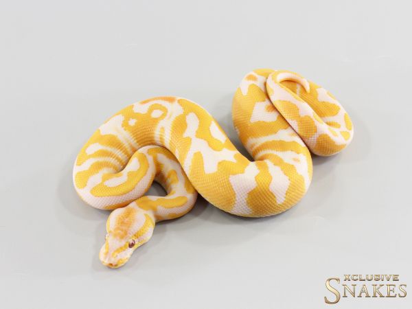 1.0 Gravel Lavender double het Clown Piebald 2026