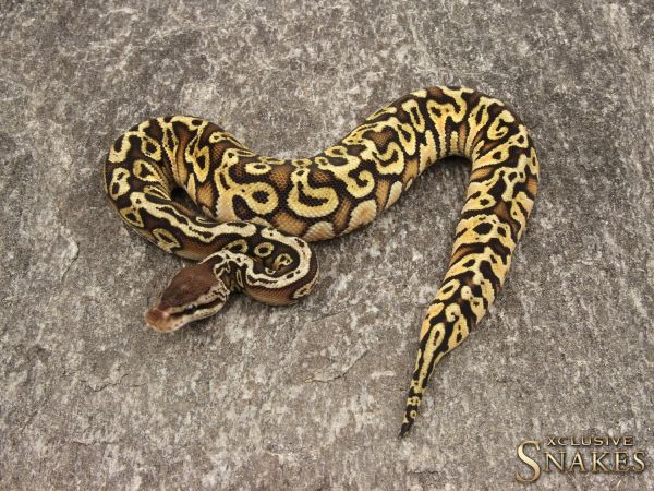 0.1 HGW Pastel Yellow Belly 2019