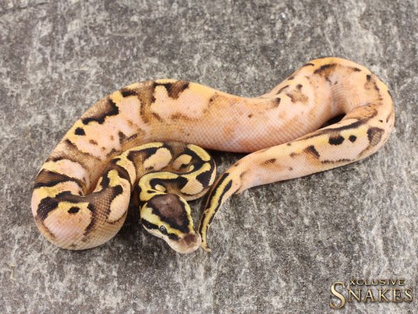 1.0 Pastel Sugar double het Clown Piebald 2022