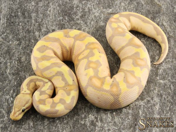 1.0 Pastel Banana het Piebald *FEMALE MAKER* 2020