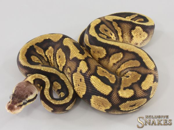 0.1 Pastel Copper double het Desert Ghost Piebald 2023