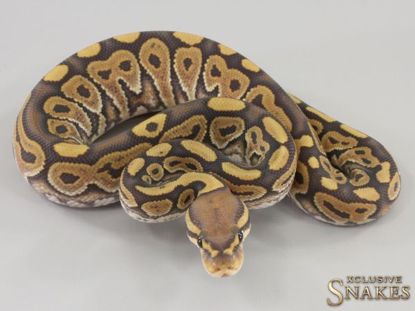 0.1 Het Red Axanthic Hypo double het Desert Ghost Clown 2023