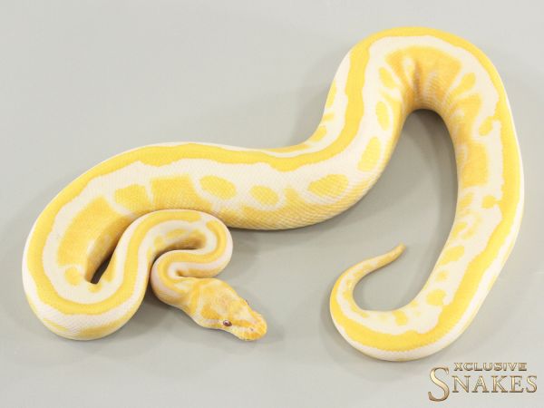 0.1 Copper Yellow Belly Lavender double het Clown Piebald 2025