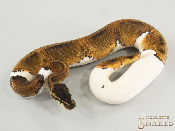 1.0 Copper Piebald 2025
