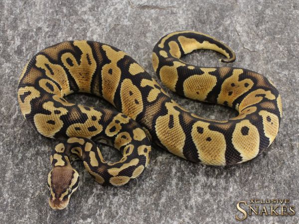 0.1 Pastel double het Ultramel Clown 2021