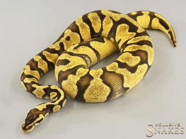 0.1 Pastel Enchi NR Mandarin pos het Hypo 2022 (1420g @03/2024)