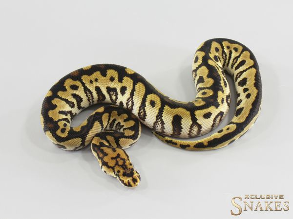 1.0 Spotnose Clown het TSK Axanthic 2026