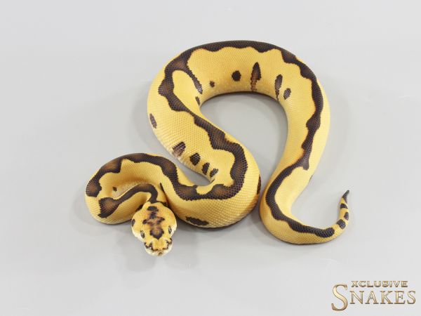 1.0 Enchi Leopard Desert Ghost Clown 2026