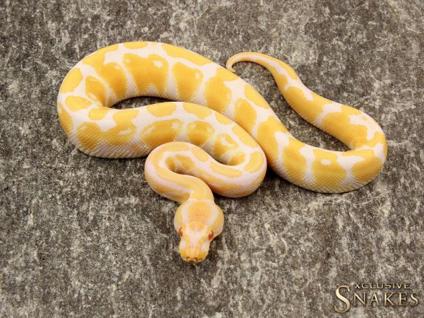 1.0 Albino 50% het Rainbow 2019