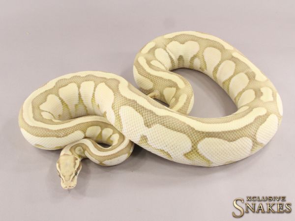 0.1 Pastel Lesser Desert Ghost 2015