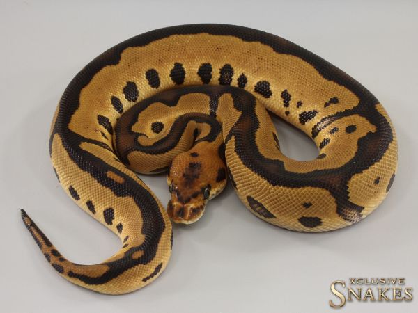 0.1 Leopard Clown het Lavender 2023