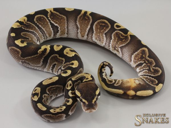 1.0 GHI Special double het Desert Ghost Piebald 2023