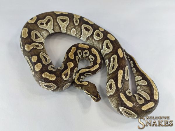 0.1 Mojave het Lavender 2014