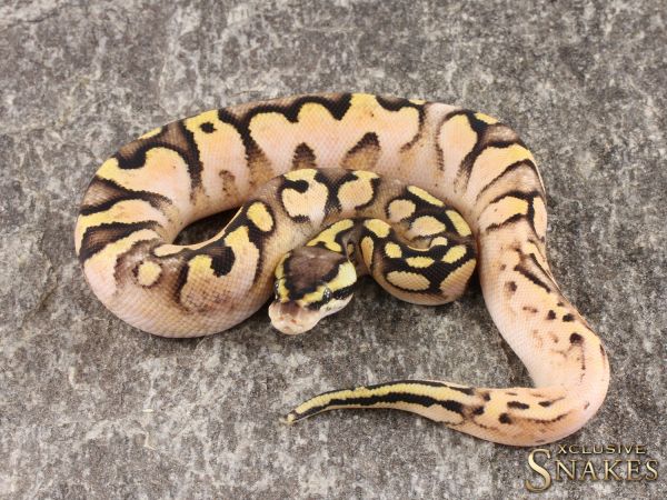 1.0 Pastel Sugar double het Clown Piebald 2022