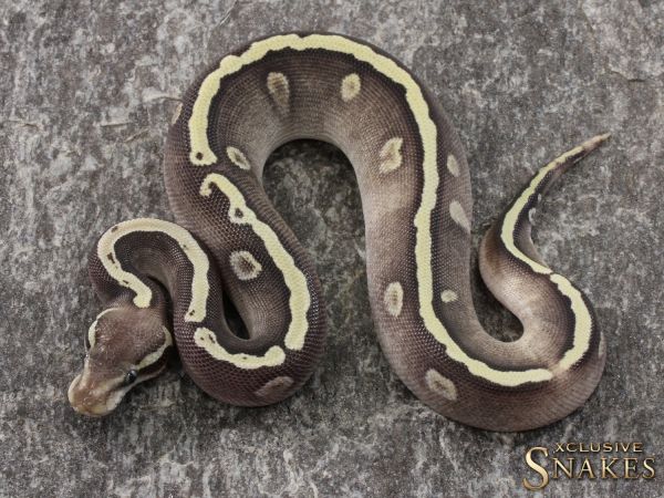 1.0 GHI Mojave Pastel het Piebald 2021