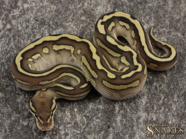 1.0 Bongo Lesser Leopard het Clown 2021