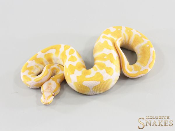 0.1 Lavender double het Clown Piebald 2026