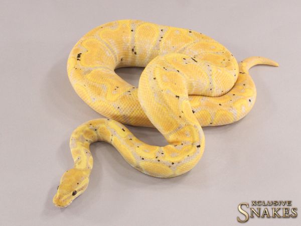 1.0 Banana Enchi GHI het Desert Ghost (Female Maker) 2021 (900g @12.2022)