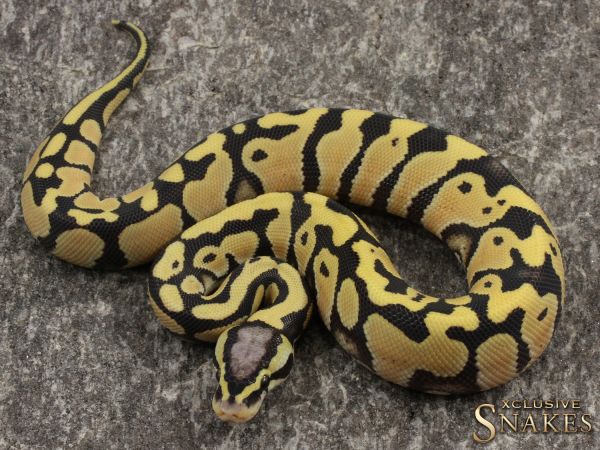 1.0 Pastel Desert Ghost het Clown or het Cryptic 2021