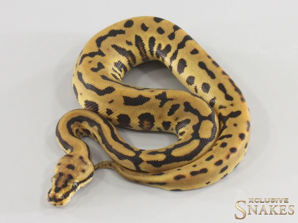 0.1 Fire Spotnose Leopard double het Desert Ghost Clown 2026