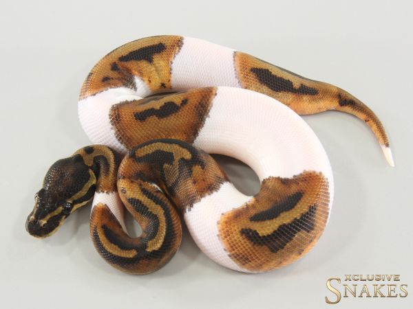 1.0 Piebald 2025