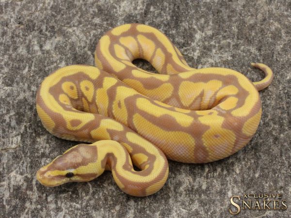 0.1 Pastel Enchi Coral Glow het Clown 2021