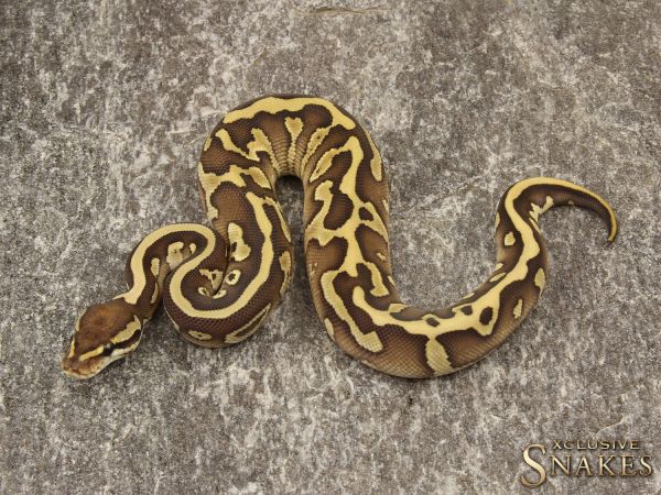 1.0 Leopard Butter het Clown 2019