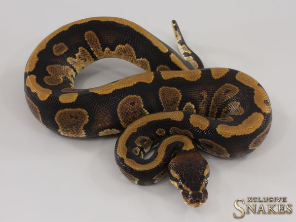 0.1 Copper double het Desert Ghost Piebald 2023