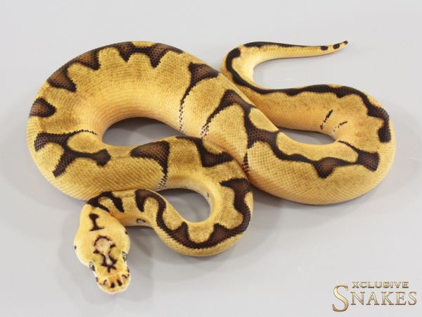 1.0 Pastel Enchi Clown het Desert Ghost 2026