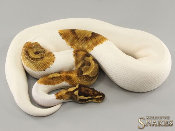 1.0 Enchi Yellow Belly Special Piebald 2021