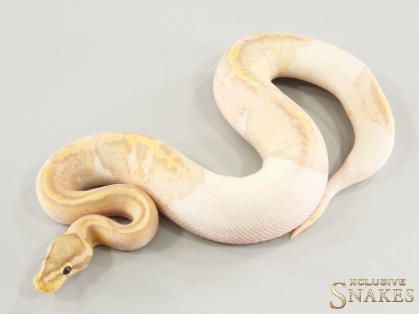 1.0 Pastel Banana Piebald (FMaker) 2025