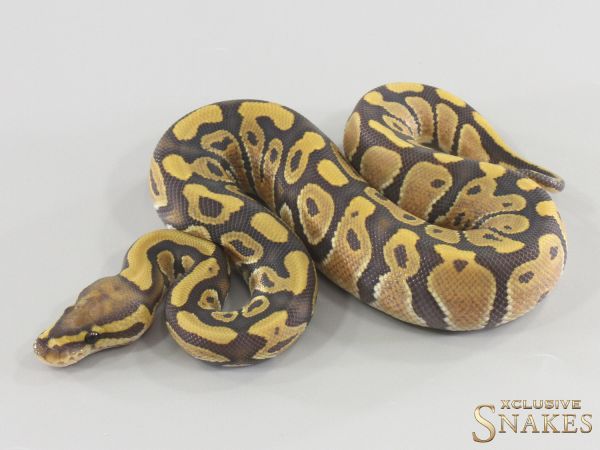 1.0 Hypo triple het Desert Ghost Clown Piebald 2026