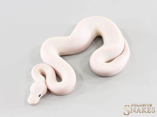 1.0 Bamboo Mojave het Desert Ghost 2026