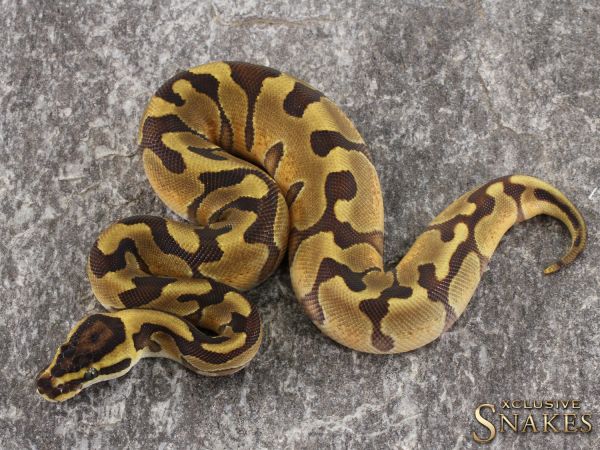 0.1 Super Enchi het Piebald 2021