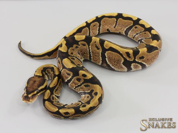 0.1 Vanilla double het Ultramel Desert Ghost 2023